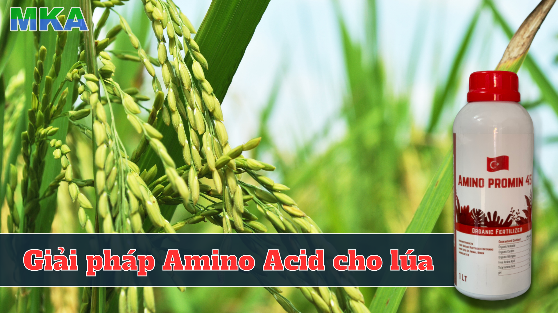 Giải pháp amino cho lúa